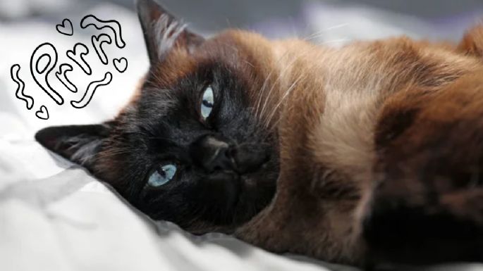 Conoce el origen de los gatos de raza siamés