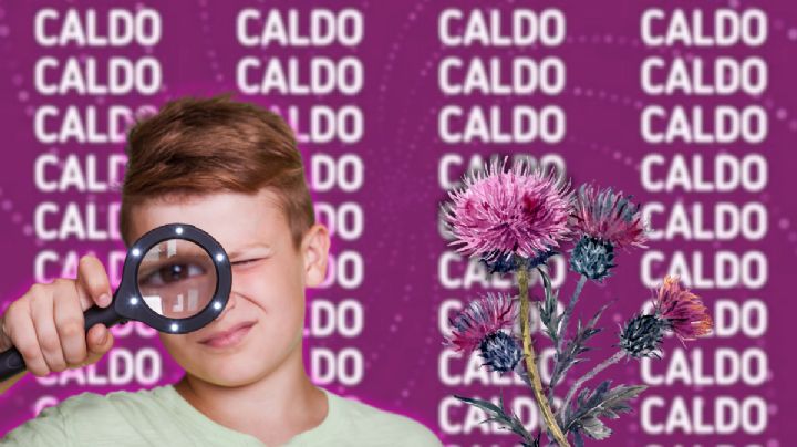 Sólo una mente ejercitada puede encontrar la palabra Cardo en menos de 7 segundos