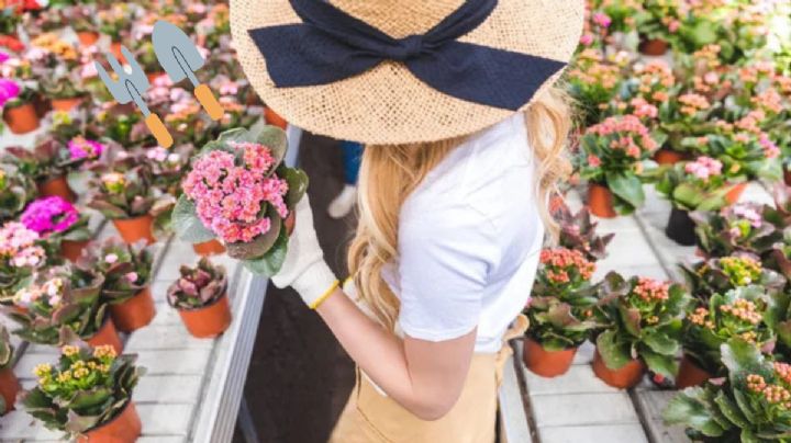 Los cuidados que necesita tu kalanchoe para que estalle de flores en agosto