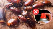 Foto ilustrativa de la nota titulada Cucarachas: esta es la razón por la que los insecticidas perdieron efectividad para matar esta plaga, según la ciencia