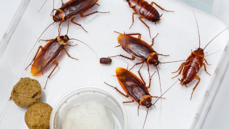 las cucarachas son resistentes a los piretroides de los insecticidas