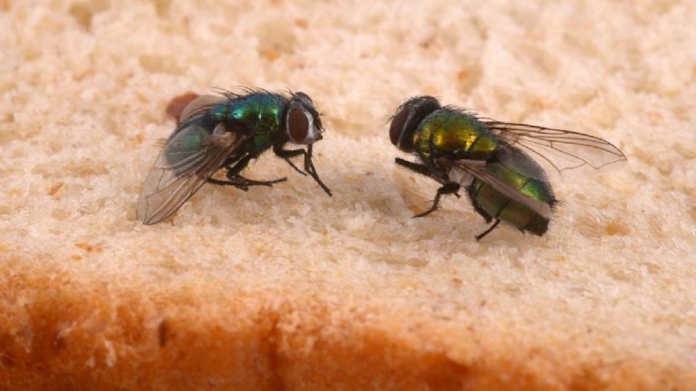 moscas sobre la comida