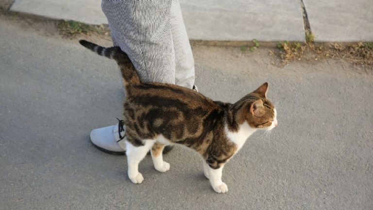 gato que se frota en una persona