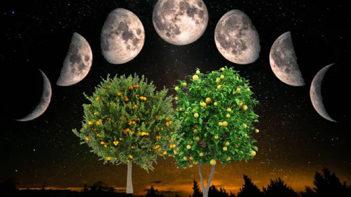 Esta es la fase lunar en la que se deben podar los árboles cítricos