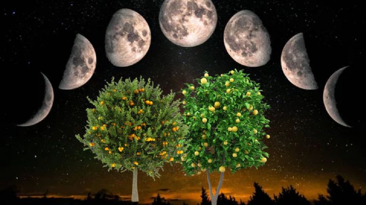 Esta es la fase lunar en la que se deben podar los árboles cítricos