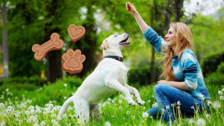 Cómo hacen los adiestradores caninos para enseñarle a los perros a no ladrar sin sentido