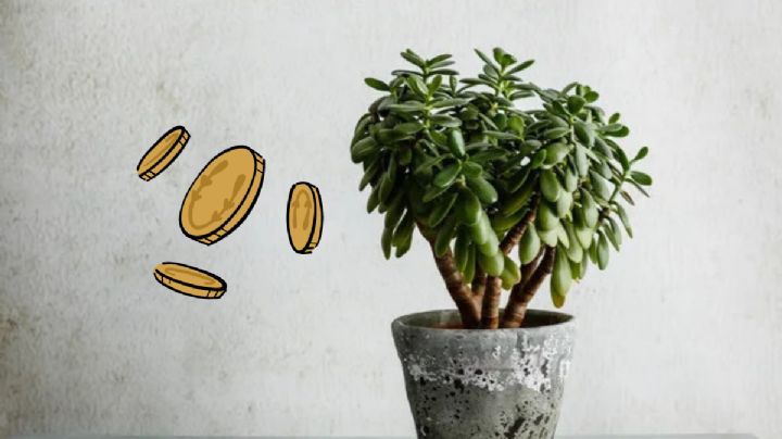 Árbol de jade: cómo utilizar el cuarzo ‘mágico’ para activar tu planta de la suerte y atraer dinero al hogar