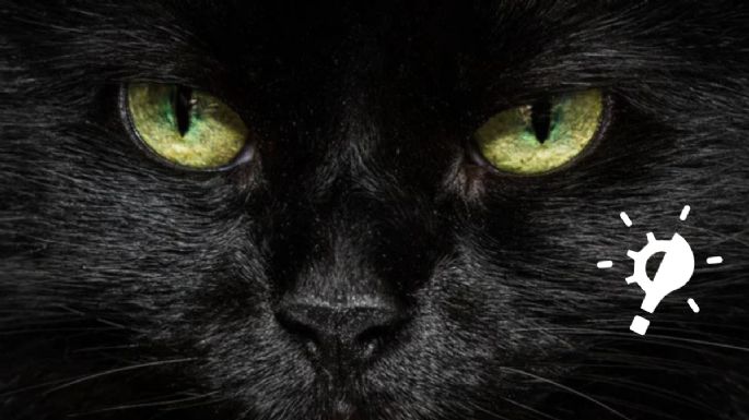 Cómo ven los gatos a las personas, según especialistas