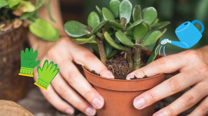 Aprende a revivir el árbol de jade utilizando una bolsa de plástico