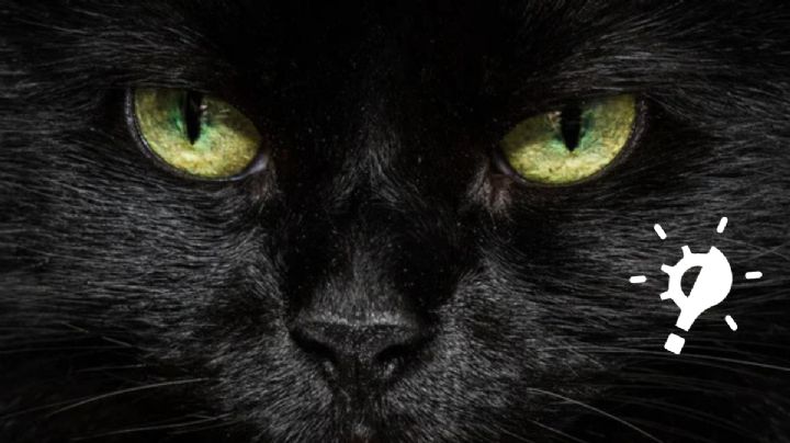 Cómo ven los gatos a las personas, según especialistas