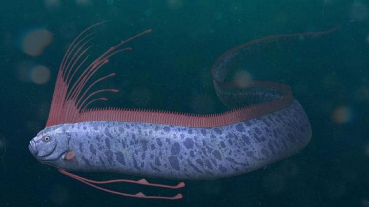 ¿Qué es el “pez del juicio final” y cuál es su relación son terremotos y tsunamis? Este es su significado