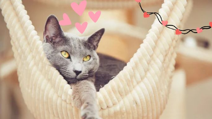 Cuáles son los increíbles beneficios de tener un gato gris en tu hogar