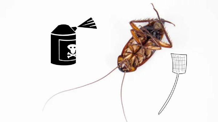 Di adiós a las cucarachas: el truco económico para eliminarlas de tu hogar que triunfa en España