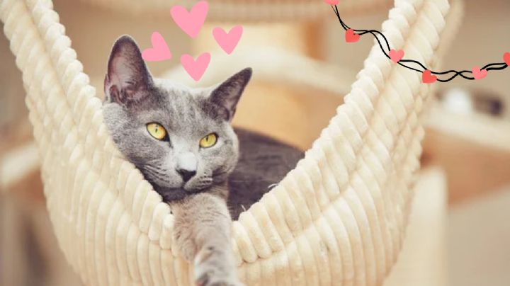 Cuáles son los increíbles beneficios de tener un gato gris en tu hogar