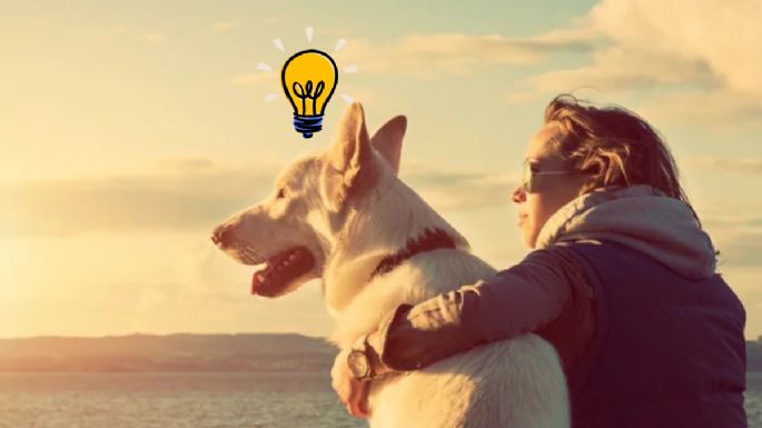 Cómo se debe regañar a un perro, según adiestradora