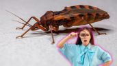 Foto ilustrativa de la nota titulada Chinches besuconas en México: ¿Qué son, cómo distinguirlas y por qué podrían causar la enfermedad de Chagas?