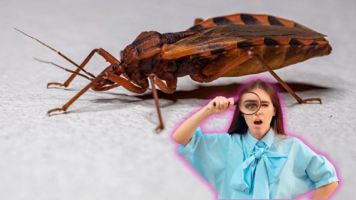 Chinches besuconas en México: ¿Qué son, cómo distinguirlas y por qué podrían causar la enfermedad de Chagas?