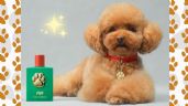 Foto ilustrativa de la nota titulada Fefé, el perfume de lujo para perros: ¿Cuánto cuesta, a qué huele y dónde comprarlo?