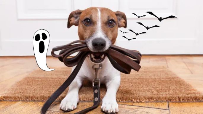 Especialista revela lo que puedes hacer si tu perro no quiere salir a la calle