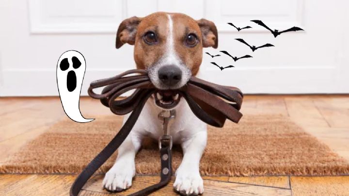 Especialista revela lo que puedes hacer si tu perro no quiere salir a la calle
