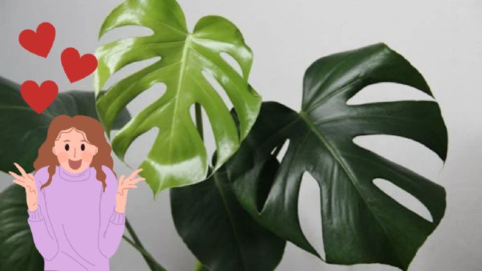 Cómo cuidar la Costilla de Adán para que no se marchiten sus hojas y siempre luzca hermosa