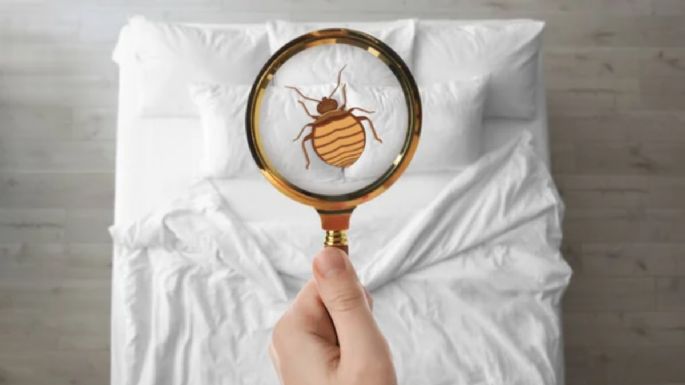 Cómo detectar si hay presencia de chinches en tu casa