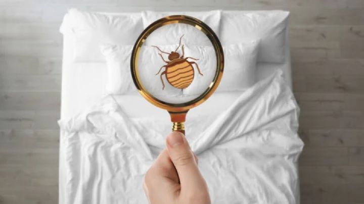 Cómo detectar si hay presencia de chinches en tu casa