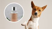 Foto ilustrativa de la nota titulada: Descubre cuál es el perfume que puedes aplicar en tus perros, según expertos