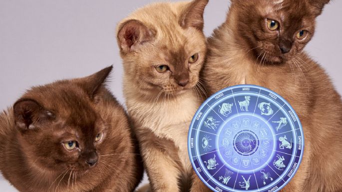 Horóscopo para gatos: esto debes tener en cuenta este martes 7 de enero