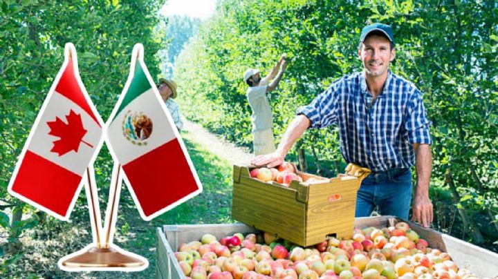 ¿Quieres trabajar en Canadá? Pagan 17 dólares la hora; estos son los requisitos