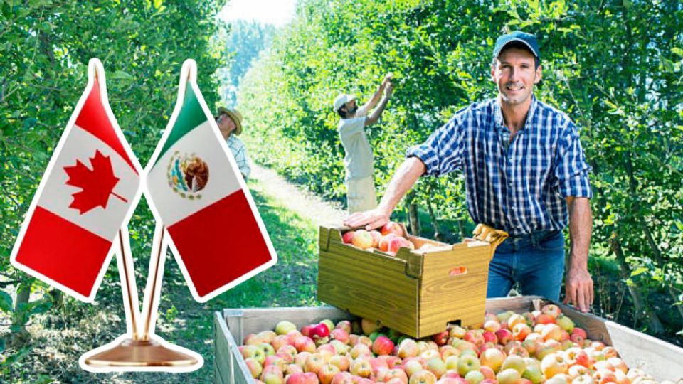 Así podrás trabajar en Canadá obteniendo un gran ingreso.