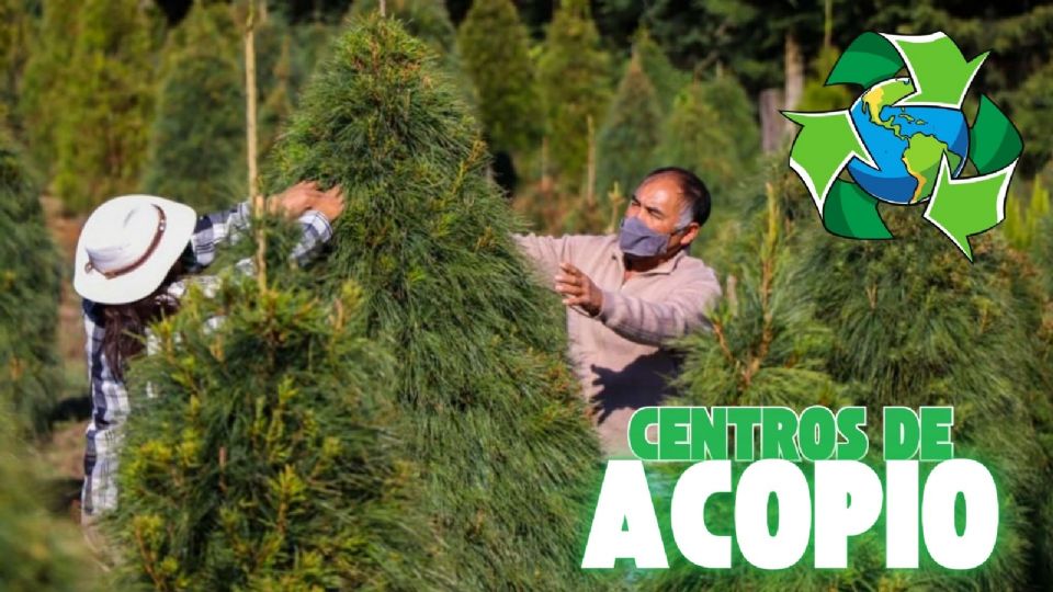 Dónde desechar árbol de Navidad