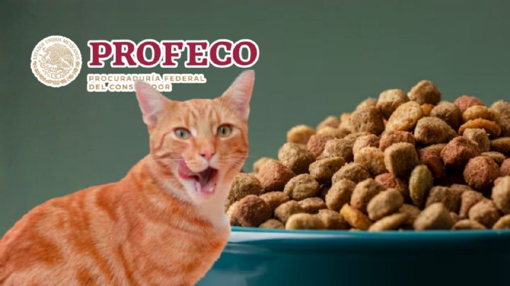 Estas son las mejores croquetas para gato del mercado, revela Profeco