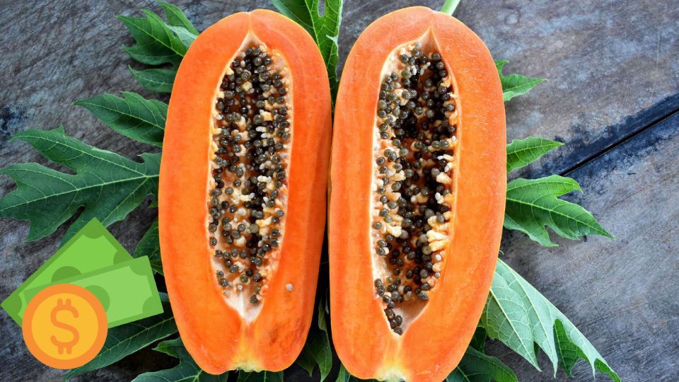 El sur de México concentra los precios más bajos de la papaya, mientras que en el norte se registran los costos más altos, según el monitoreo de Profeco.