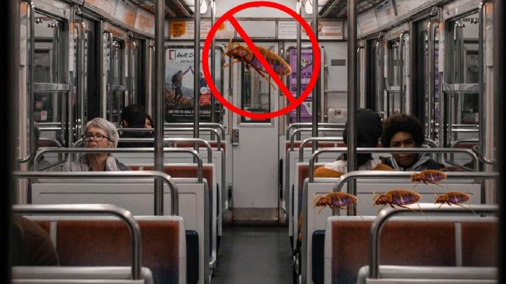Revelan que plaga de chinches podría invadir al Metro CDMX