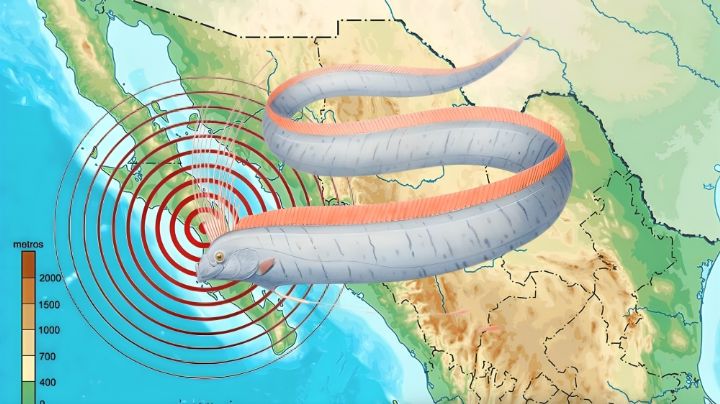 ¿Se avecina un terremoto? Encuentran pez remo en las costas de Baja California Sur