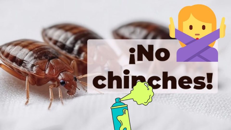 La temporada de chinches 2025 se espera que comience en primavera y se extienda durante el verano.