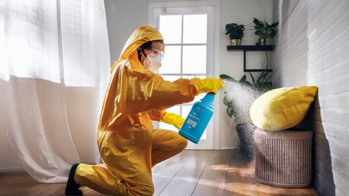 ¿Cómo eliminar las chinches si tu casa tiene humedad?