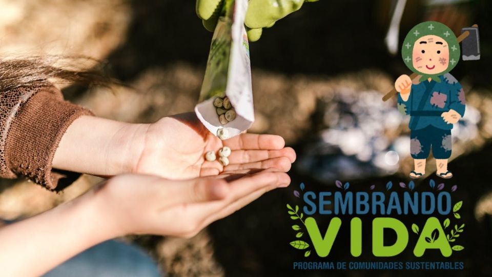 Sembrando Vida es un programa de la Secretaría de Bienestar que otorga hasta 6,200 pesos.