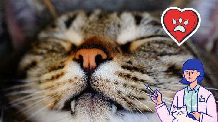 ¿Es bueno que a mi gato se le sienta la nariz seca?