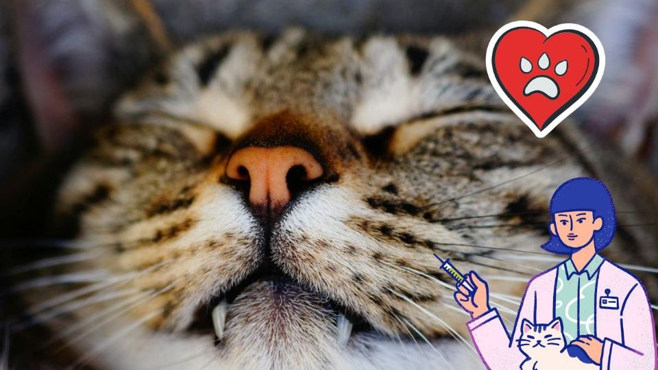 La nariz seca de tu gato no es necesariamente una señal de enfermedad. Conoce las razones que pueden explicar este síntoma.