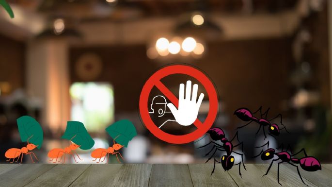 5 remedios caseros para eliminar las hormigas de la casa