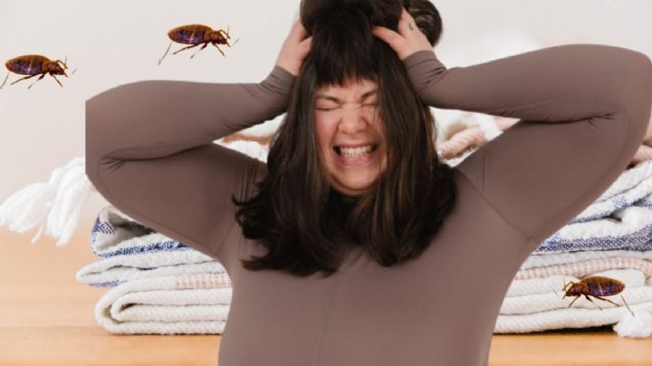 La razón por la que hay chinches en tu casa