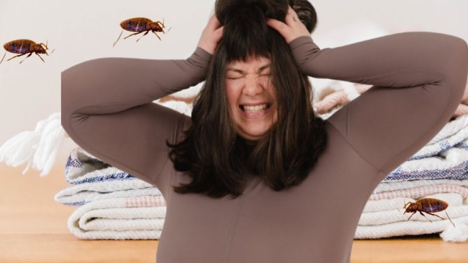 Las chinches se esconden en lugares de difícil eliminación, conoce cómo erradicarlas.