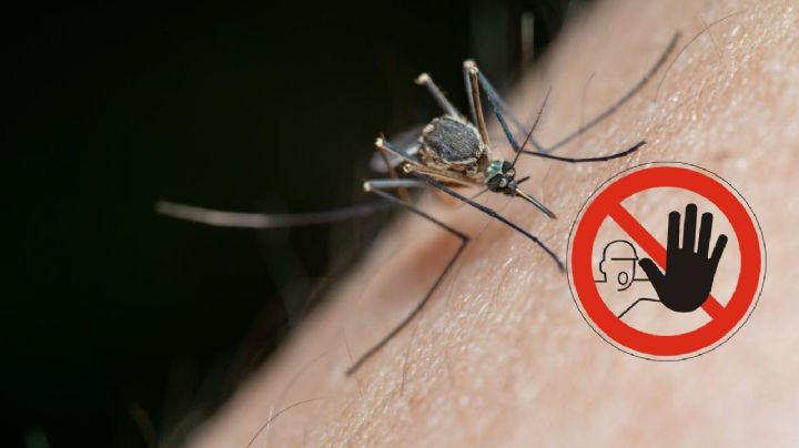 El truco para eliminar los mosquitos con jabón de pasta