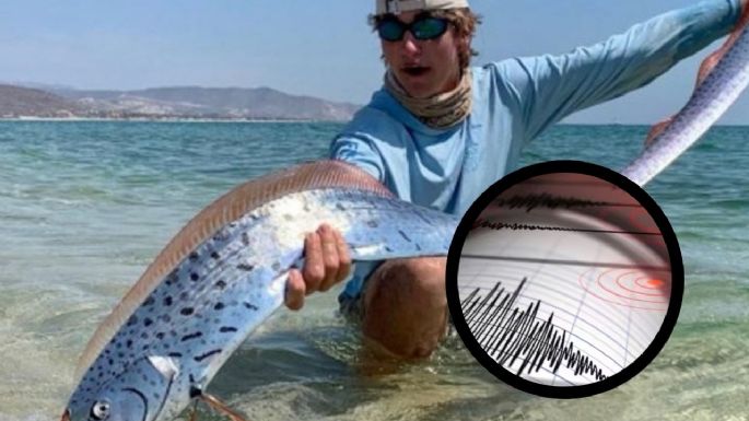 Pez remo: ¿Qué es, cuáles son sus características y por qué hallarlo pronostica lo peor?