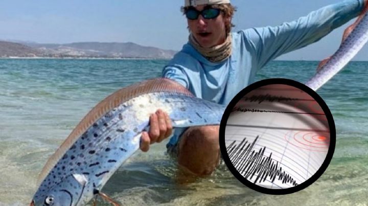 Pez remo: ¿Qué es, cuáles son sus características y por qué hallarlo pronostica lo peor?