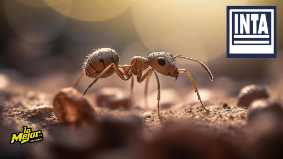 Conoce la manera efectiva de alejar a las hormigas negras de tu cocina, según especialistas.
