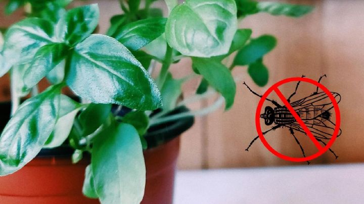 La planta que debes tener en la cocina para ahuyentar las moscas de forma natural