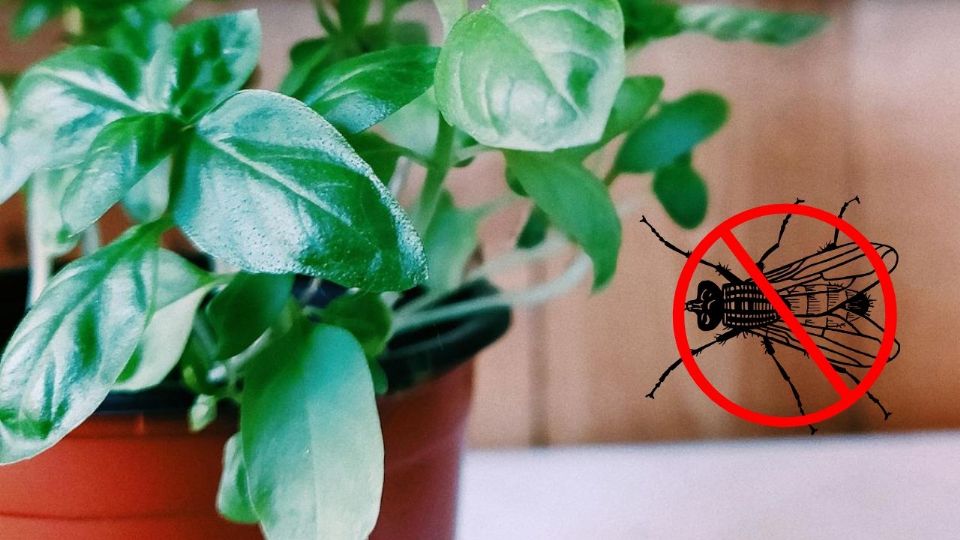 Esta planta ayuda a ahuyentar las moscas del hogar